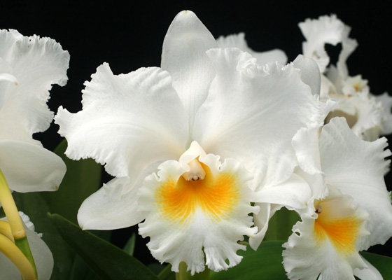 Cattleya Alfresco 'St Tropez'