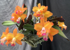 Cattleya Ark Angel 'Peach Gem'
