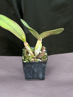 Cattleya Ark Angel 'Peach Gem'