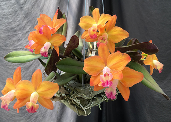 Cattleya Ark Angel 'Peach Gem'