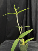 Cattleya bicolor - green form