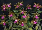 Cattleya bicolor Standard Color Form