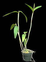 Cattleya bicolor Standard Color Form