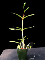 Cattleya bicolor fma. olivaceous