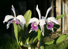 Cattleya Callistoglossa var. coerulea