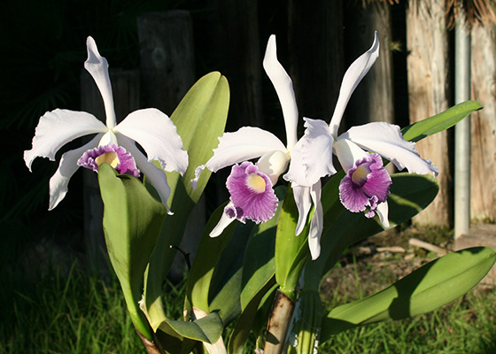 Cattleya Callistoglossa var. coerulea