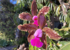 Cattleya Coastal Phenom