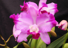 Cattleya Dorothy Warne 'Favorite', AM/AOS