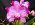 Cattleya Dorothy Warne 'Favorite', AM/AOS