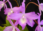 Cattleya fidelensis