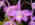 Cattleya fidelensis