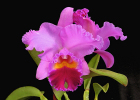 Cattleya Frank Lloyd Wright 'May Day'