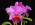 Cattleya Frank Lloyd Wright 'May Day'
