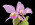 Cattleya gaskelliana 'Mauve Moxie'