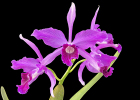 Cattleya Grande Dame