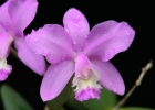 Cattleya Heathii