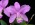 Cattleya Heathii