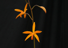 Cattleya Icarus