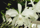 Cattleya intermedia fma. alba 'Hoyt'