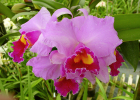 Cattleya Irene Finney 'Spring Best', AM/AOS