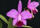 Cattleya Janice Evans 'Martin'