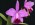 Cattleya Janice Evans 'Martin'