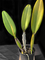 Cattleya Ken Stromsland 'Eric'