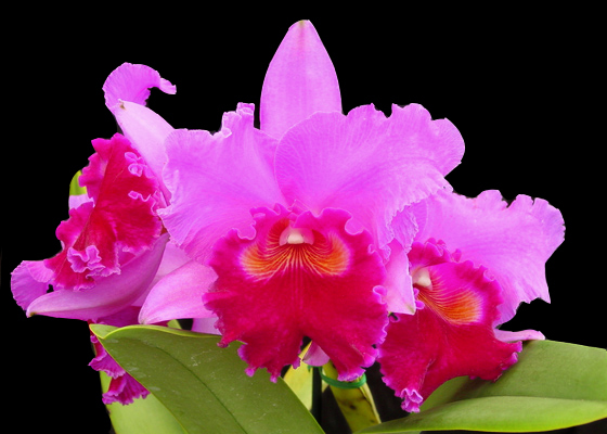 Cattleya Ken Stromsland 'Eric'