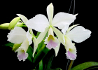 Cattleya labiata var. amoena 'Fowliana'