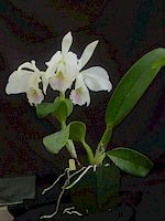 Cattleya labiata var. amoena 'Fowliana'