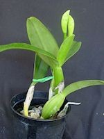Cattleya labiata var. amoena 'Fowliana'