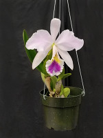 Cattleya labiata fma. coerulea