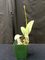 Cattleya Little Caliente