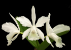 Cattleya Margaret Hort