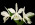 Cattleya Margaret Hort