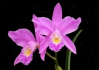 Cattleya Marstersoniae