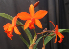 Cattleya Mindful Gem