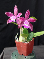 Cattleya Mosaic Mischief