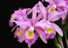 Cattleya Mrs Herbert Greaves