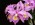Cattleya Mrs Herbert Greaves