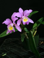 Cattleya Mrs Herbert Greaves