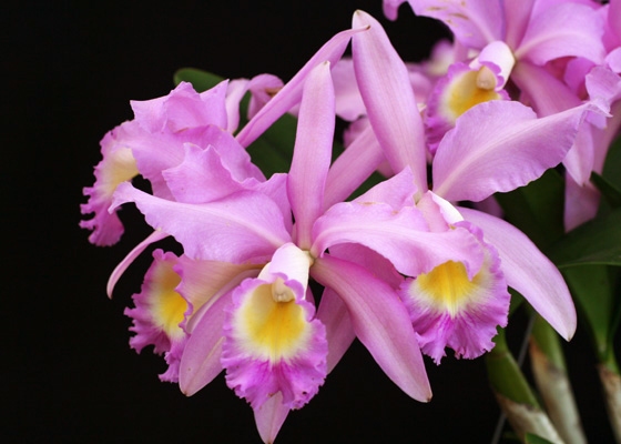 Cattleya Mrs Herbert Greaves