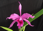 Cattleya Nebula Sprite