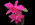 Cattleya Orpetii 'Mini Maven'