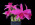 Cattleya Orpetii 'Pink Zinger'