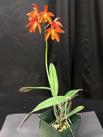 Cattleya Perky Peach