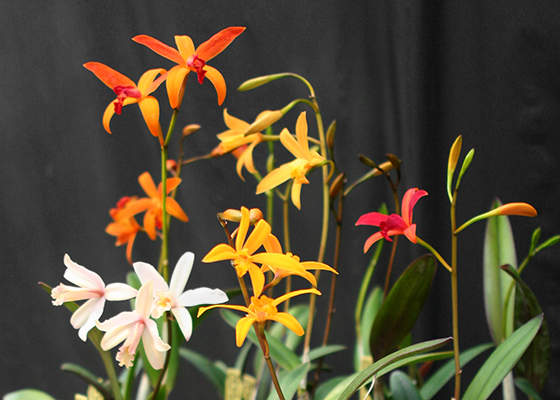 Cattleya Perky Peach