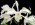 Cattleya Pulcherrima var. alba