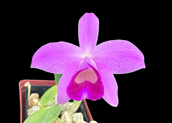 Cattleya pumila - Select Seedlings