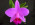 Cattleya pumila 'SanBar Stunner'